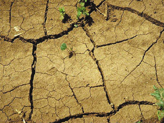 Применение  удобрений в условиях засухи